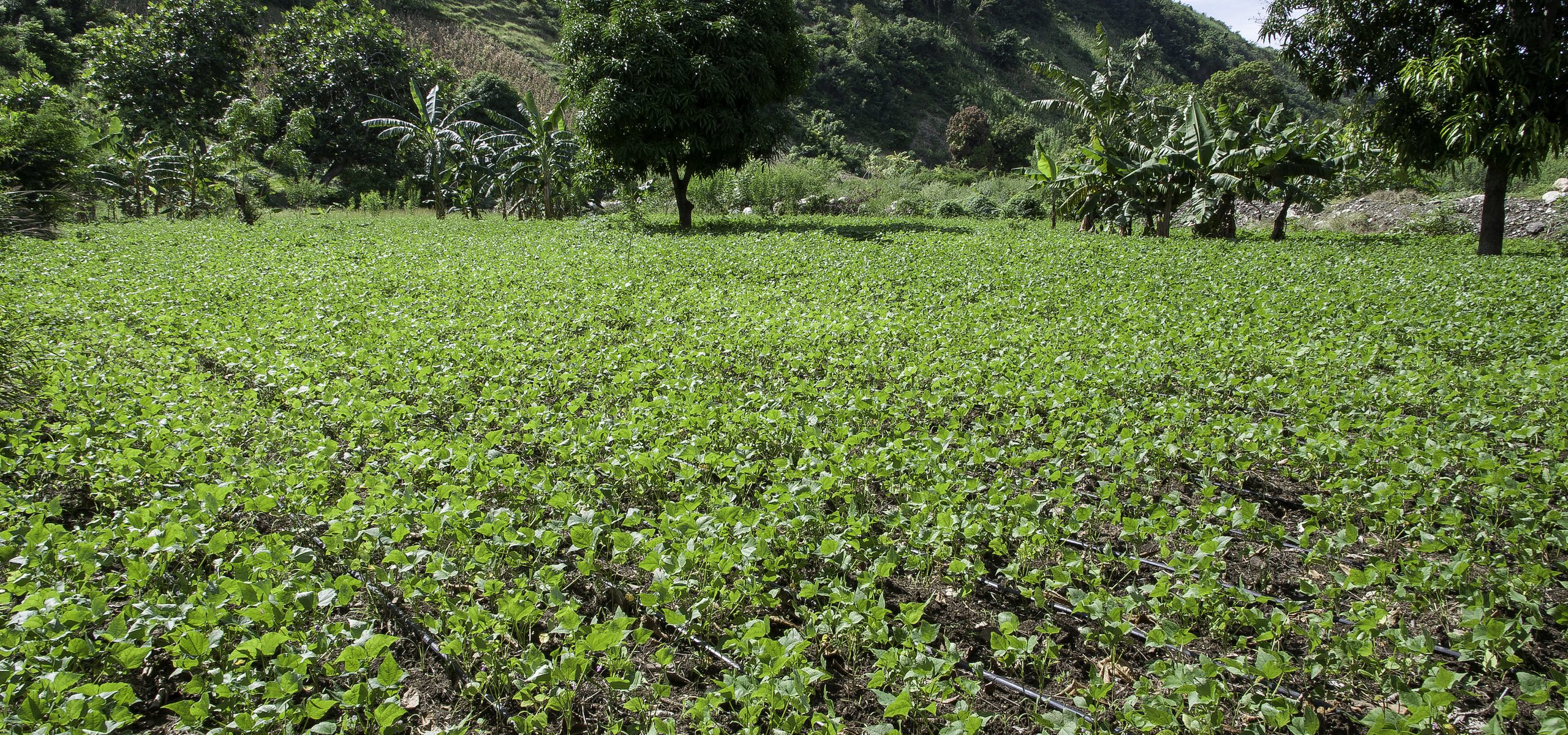 Chemicals & Pesticides